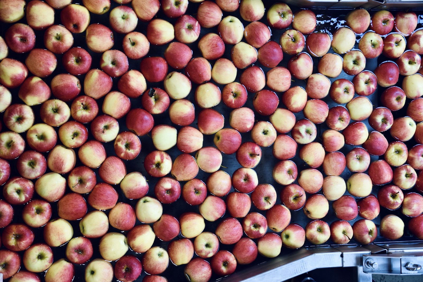 Apples floating through the wash flume of a processing line